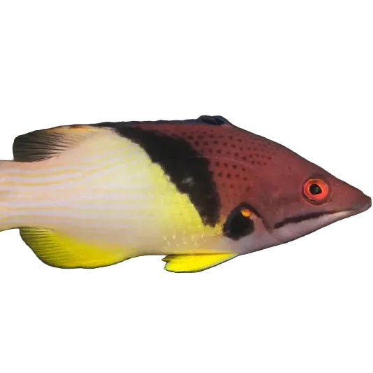 Eclipse Hogfish