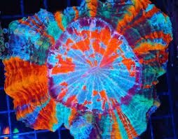 Acanthophyllia Coral (Donut)