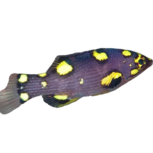 Eclipse Hogfish
