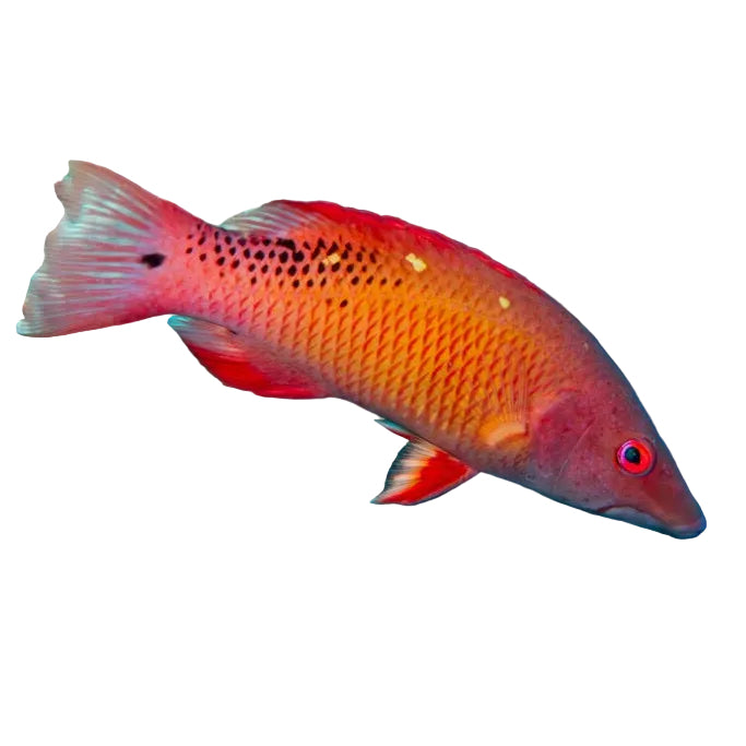 Diana's Hogfish