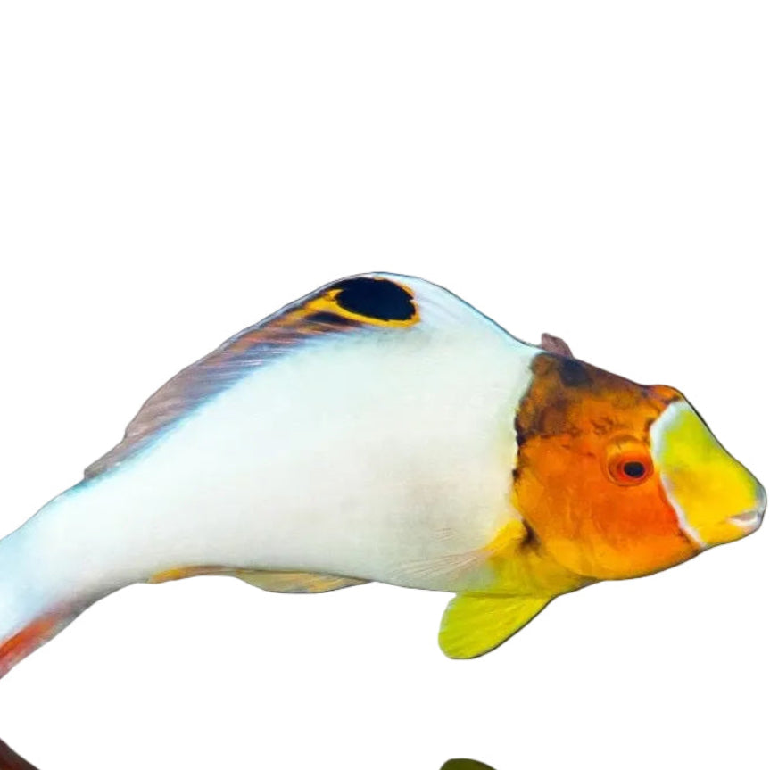 Bicolor Parrot