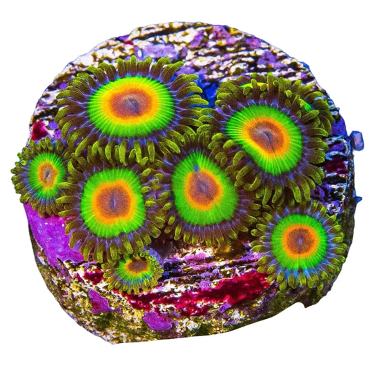 Zoa  Frag