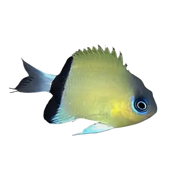 Blackbar Chromis