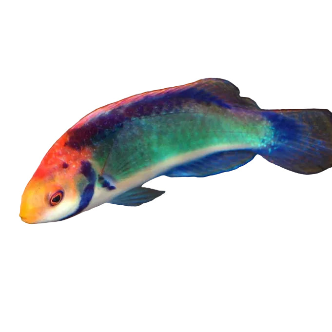 Solorensis Wrasse