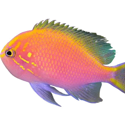 Sunburst Anthias