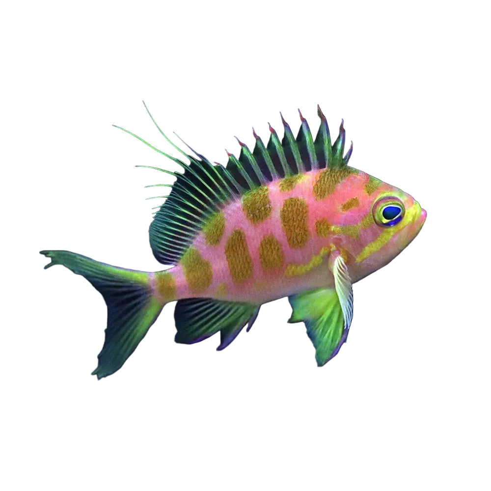 Borbonius Anthias