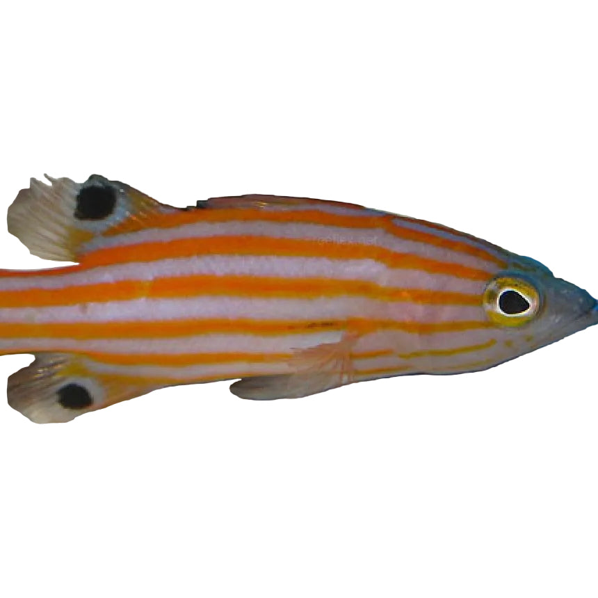 SwissGuard Basslet