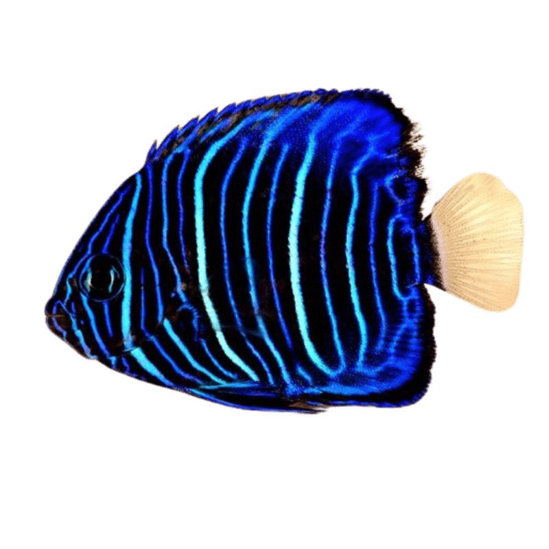Blue Ring Angelfish