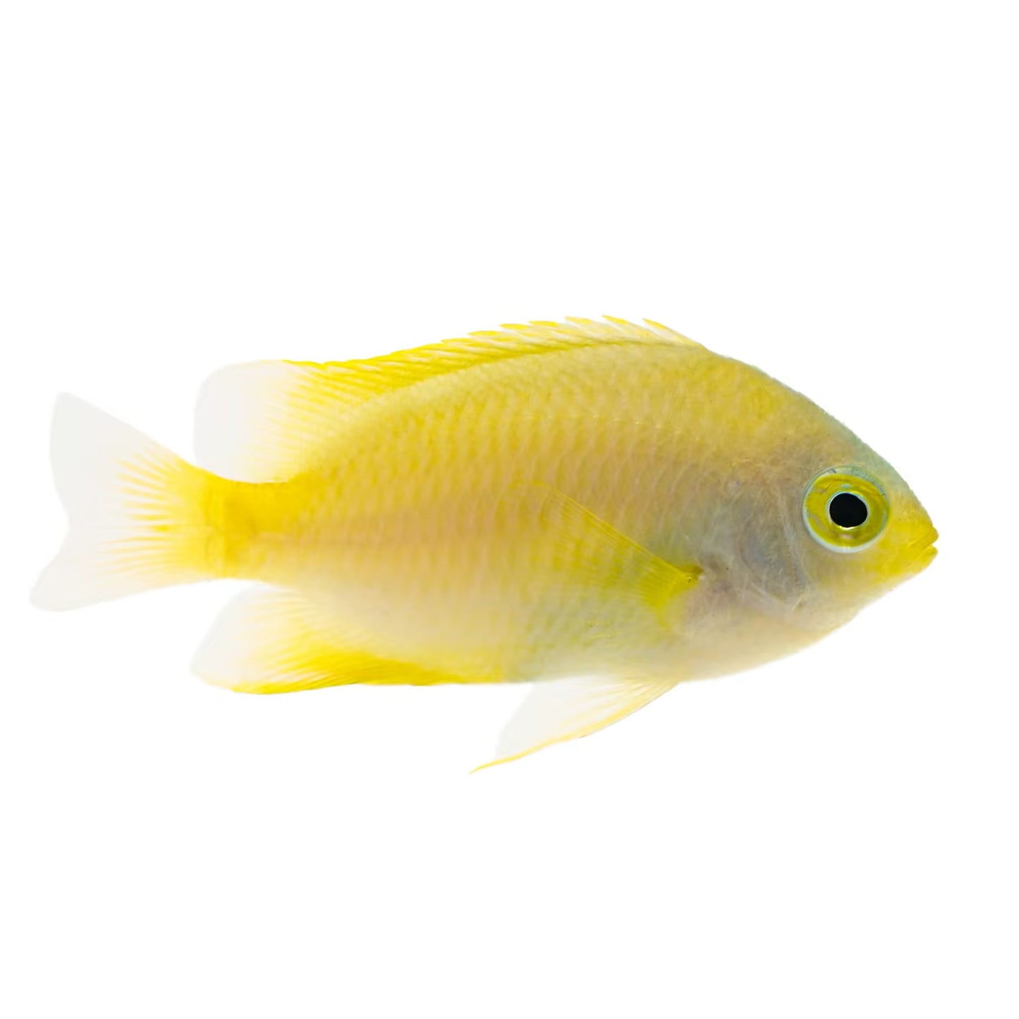 Lemon Damsel