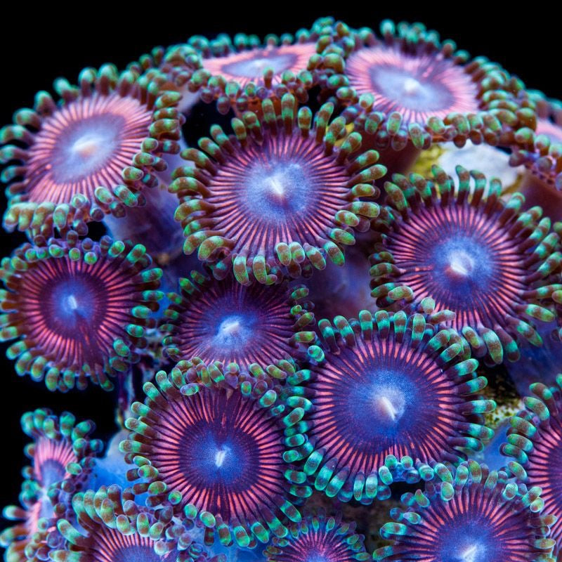 Zoa  Frag