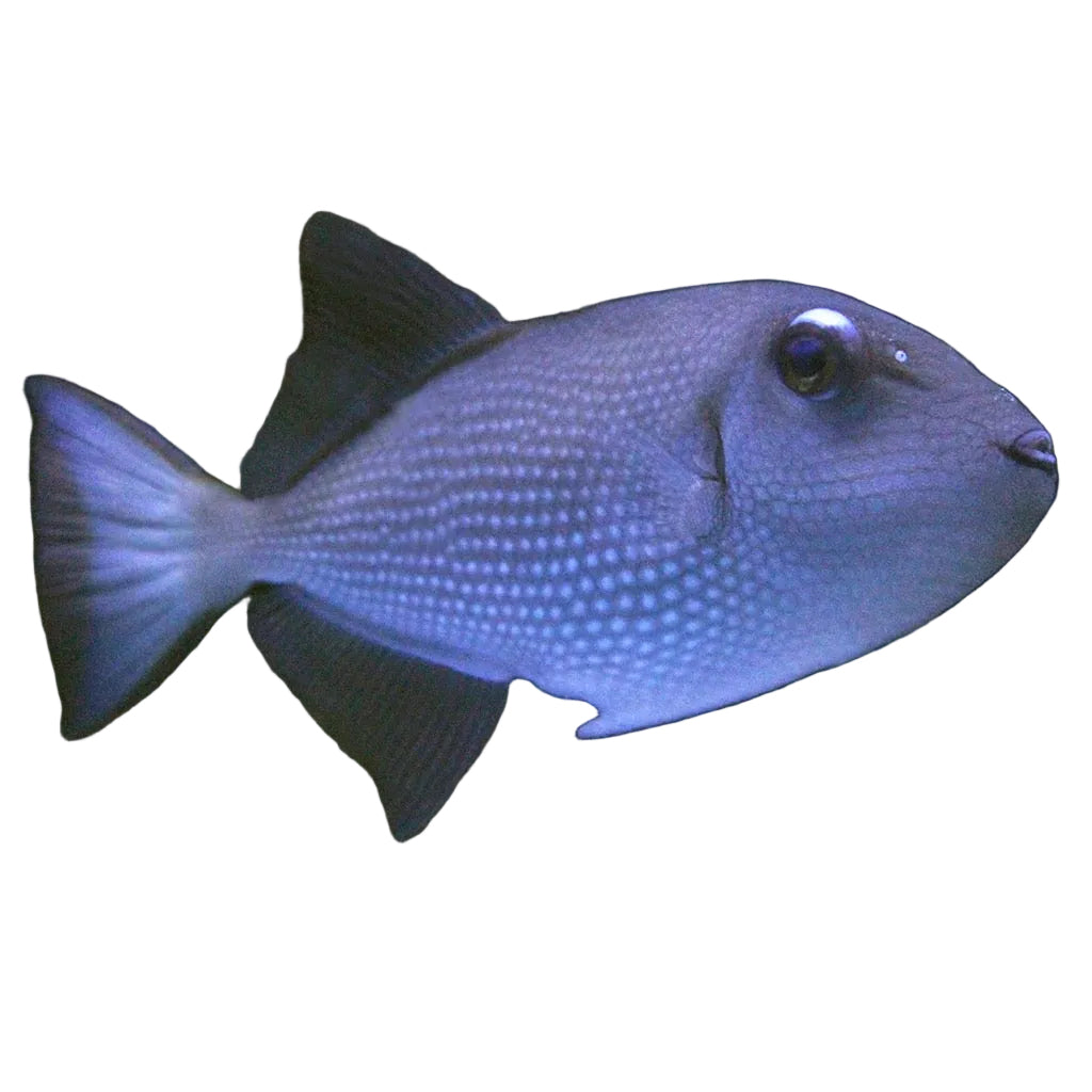 Blue Throat Triggerfish
