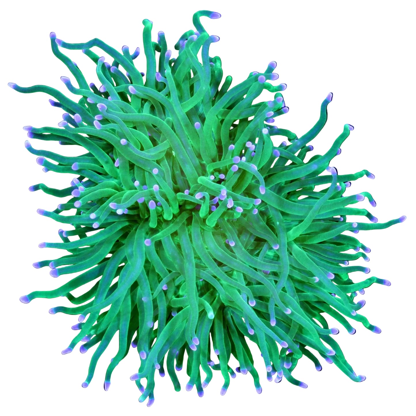 Green Torch (Metallic Color)