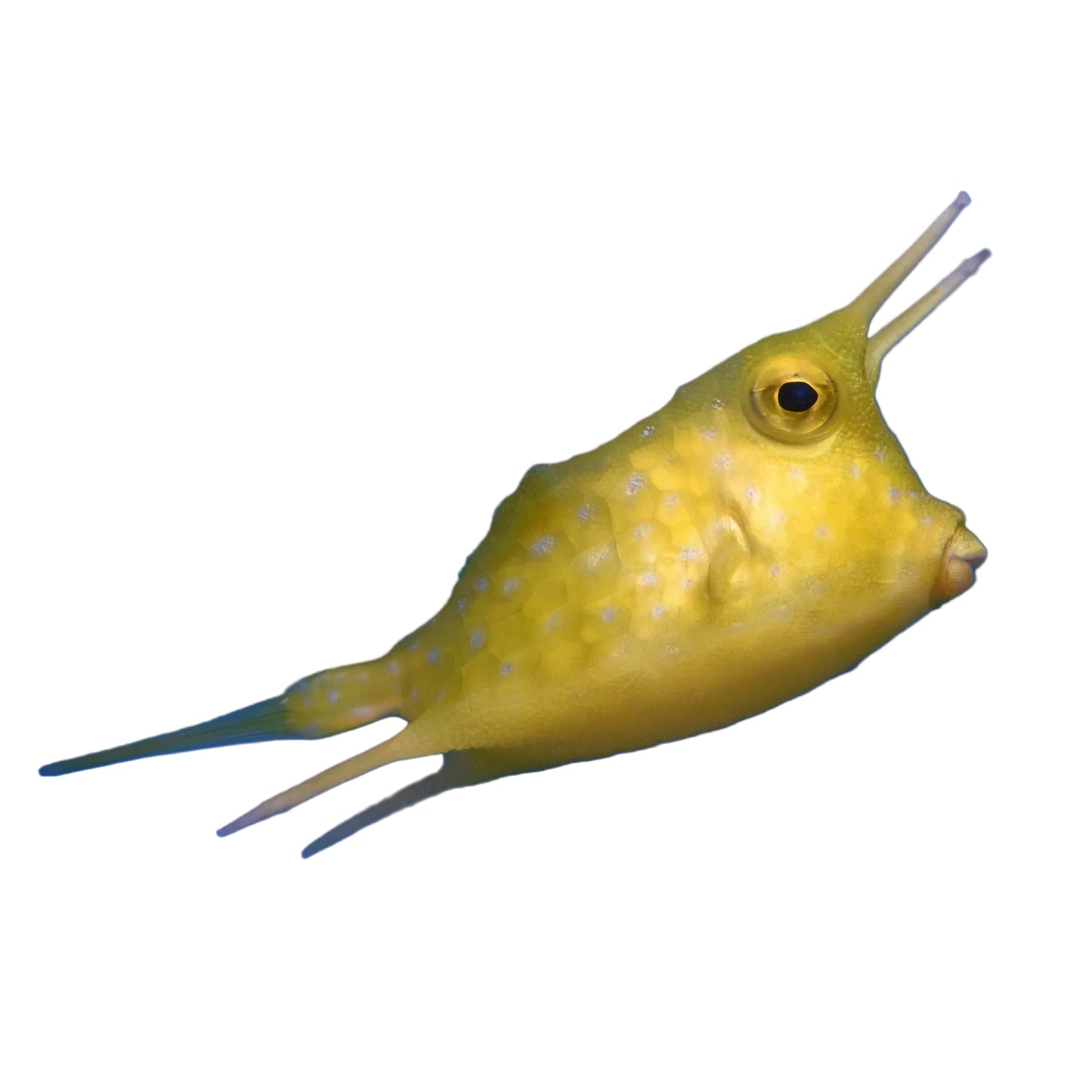 Longhorn Cowfish