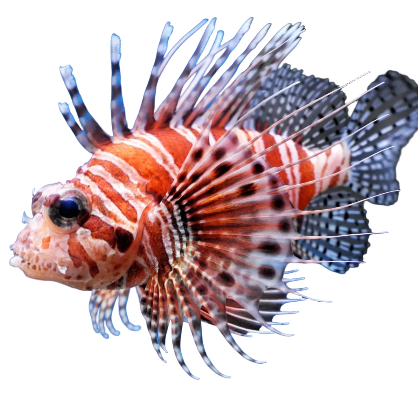 Zebra Lionfish