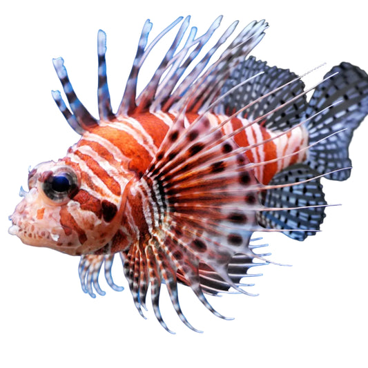 Zebra Lionfish