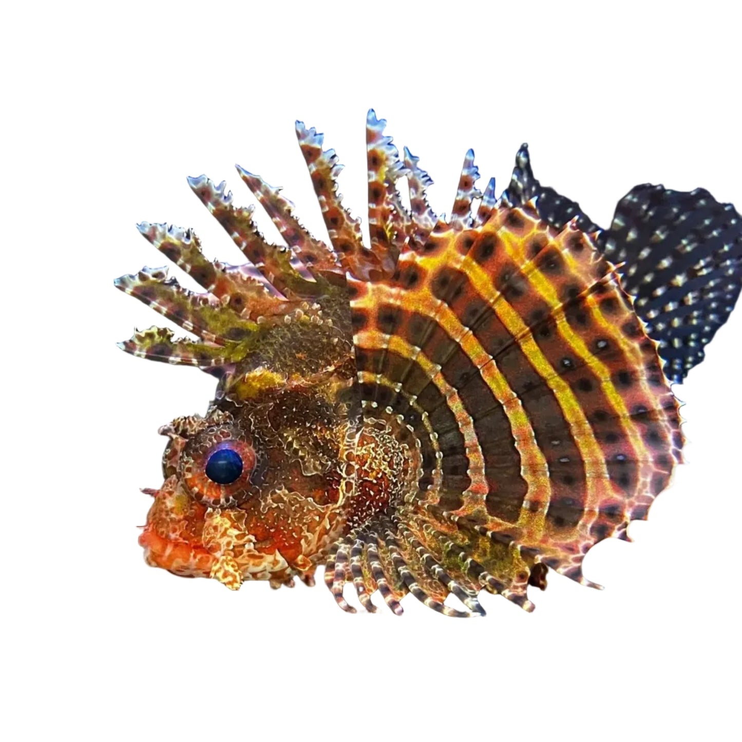 Fuzzy Dwarf Lion Fish