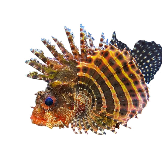 Fuzzy Dwarf Lionfish