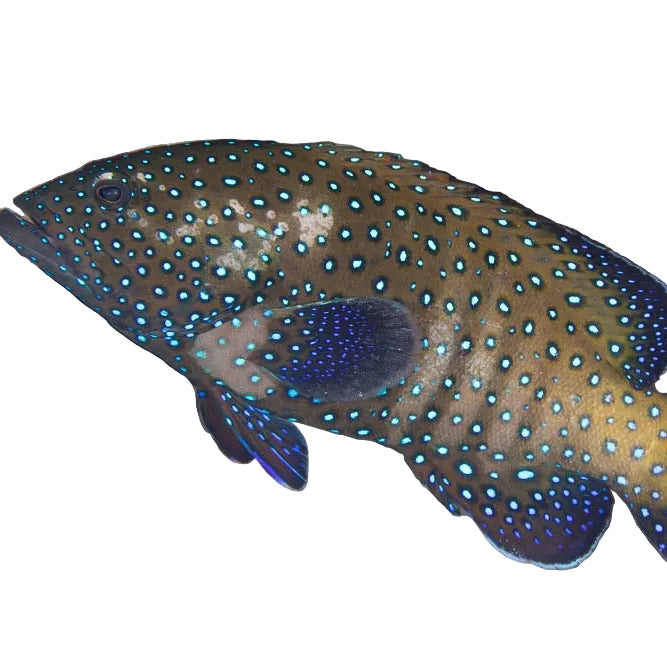 Bluespotted Grouper