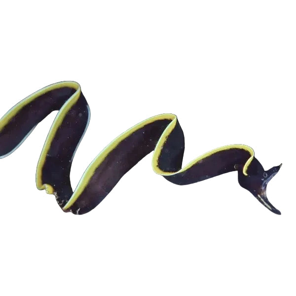 Ribbon Eel