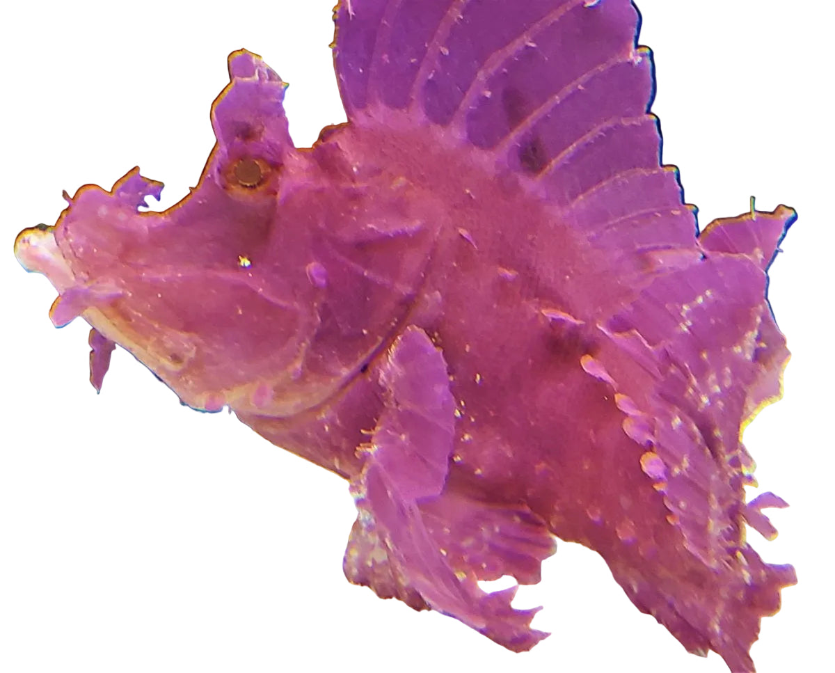 Rhinopias