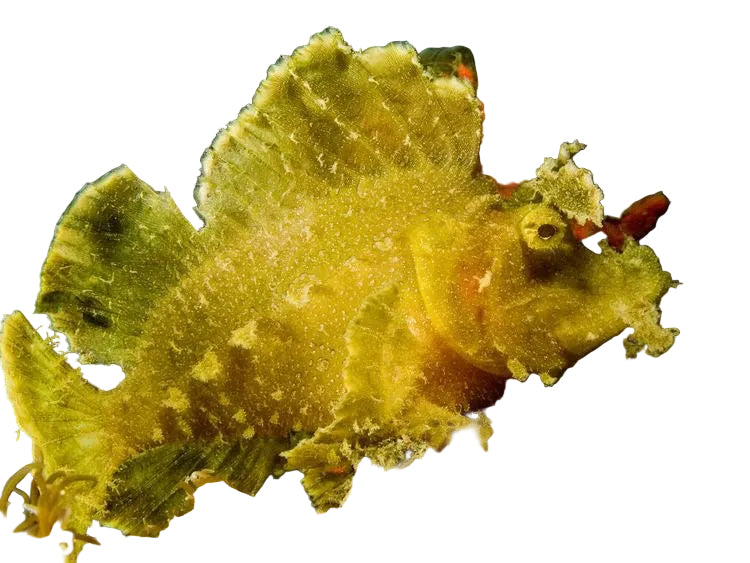 Rhinopias