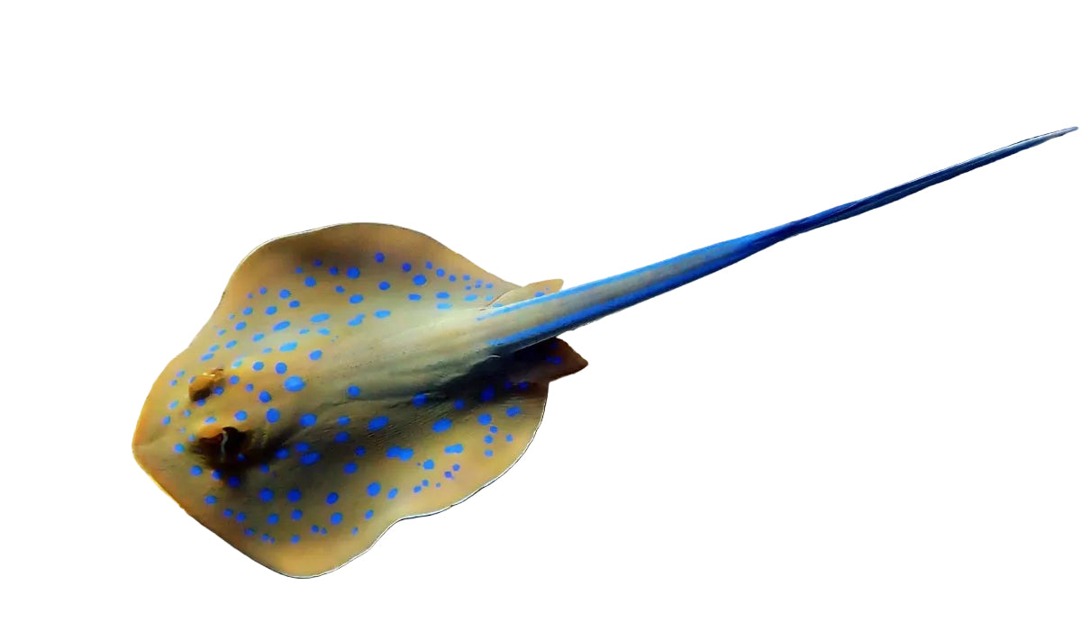 Blue Spotted Stingray