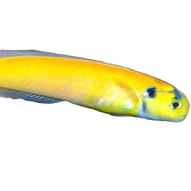 Yellow Tilefish