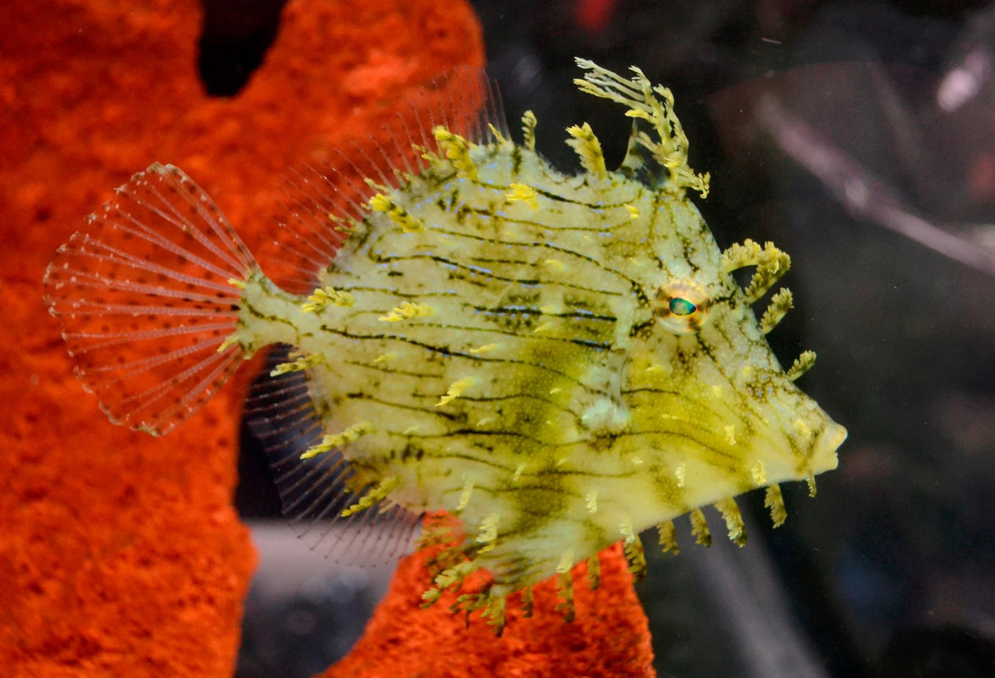 Tassle Filefish