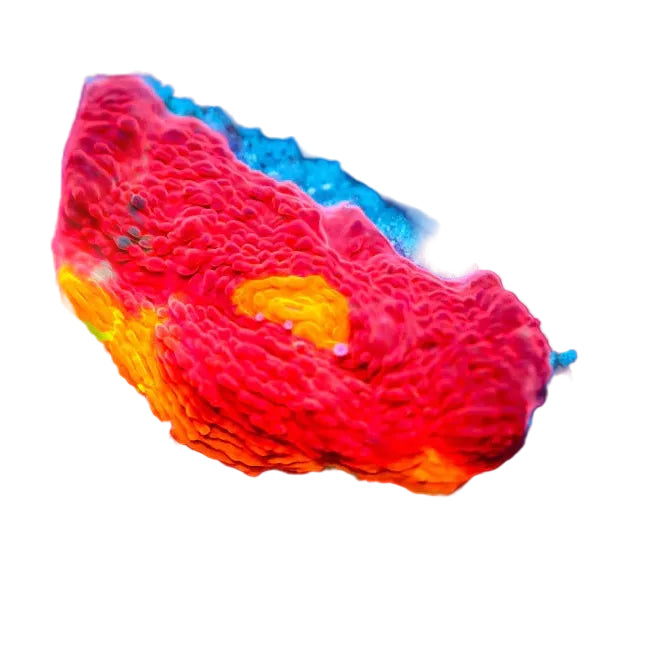 Bugatti Chalice Frag