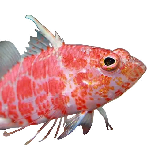 Geometric Pygmy Hawkfish