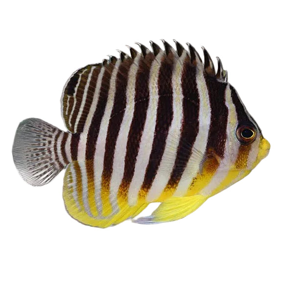 Multibar Angelfish