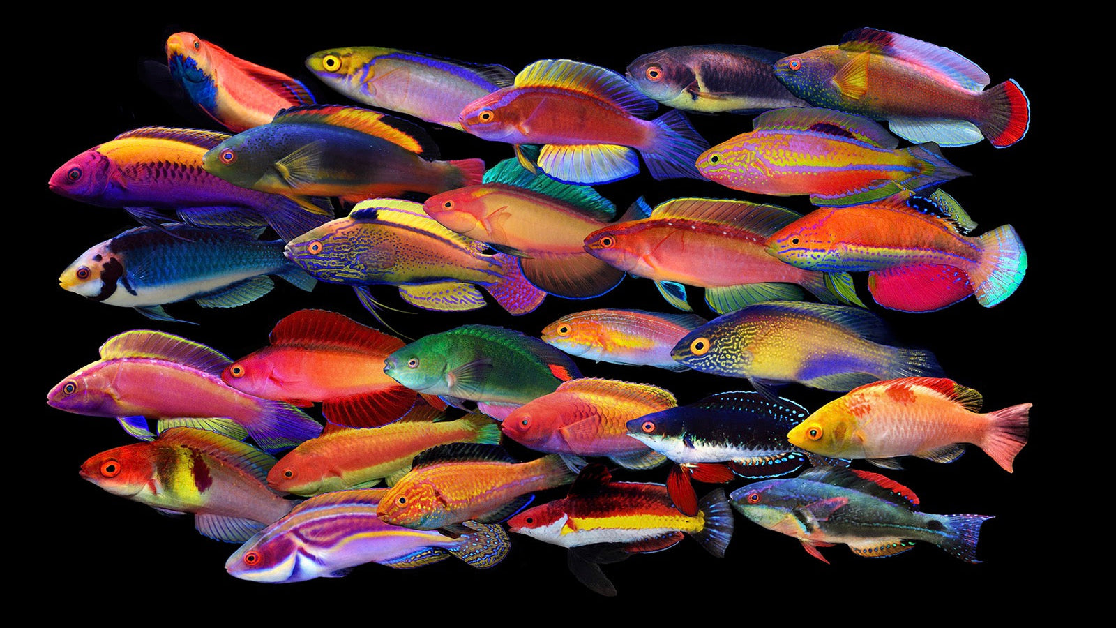 Blueverse Aquarium fotoğraf 1