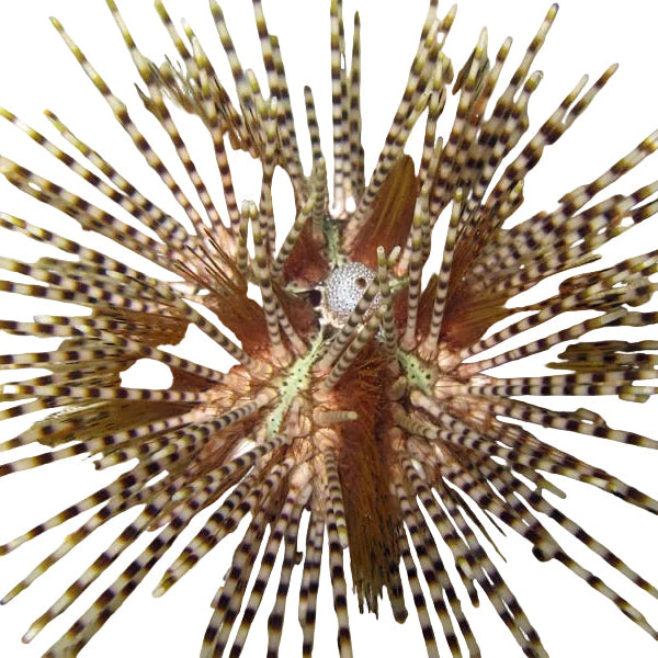 Zebra Kestane