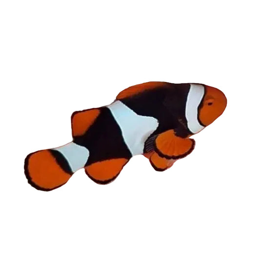 Full Black True Percula