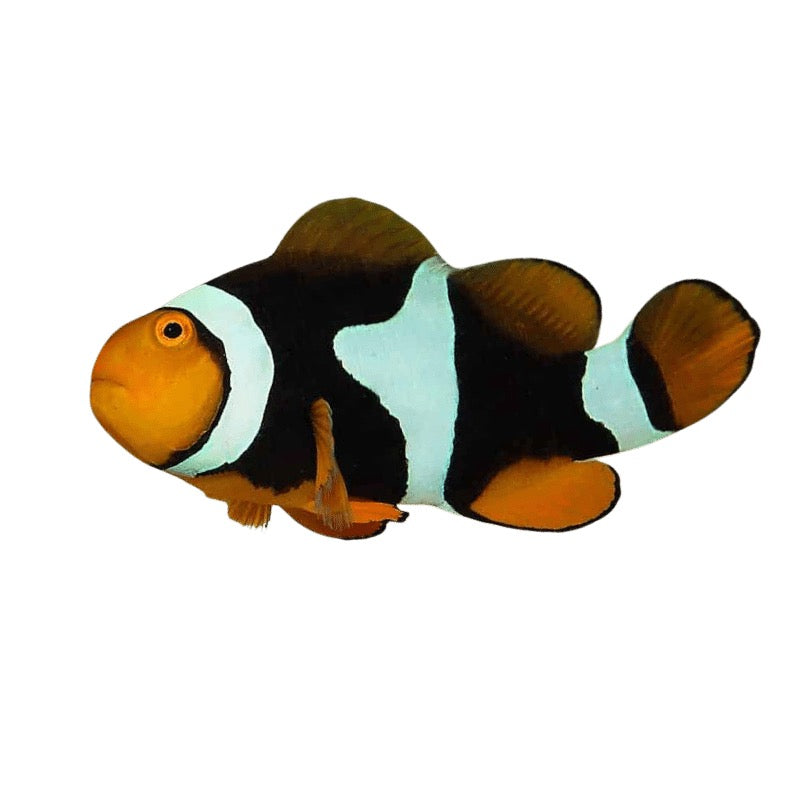 Full Black True Percula