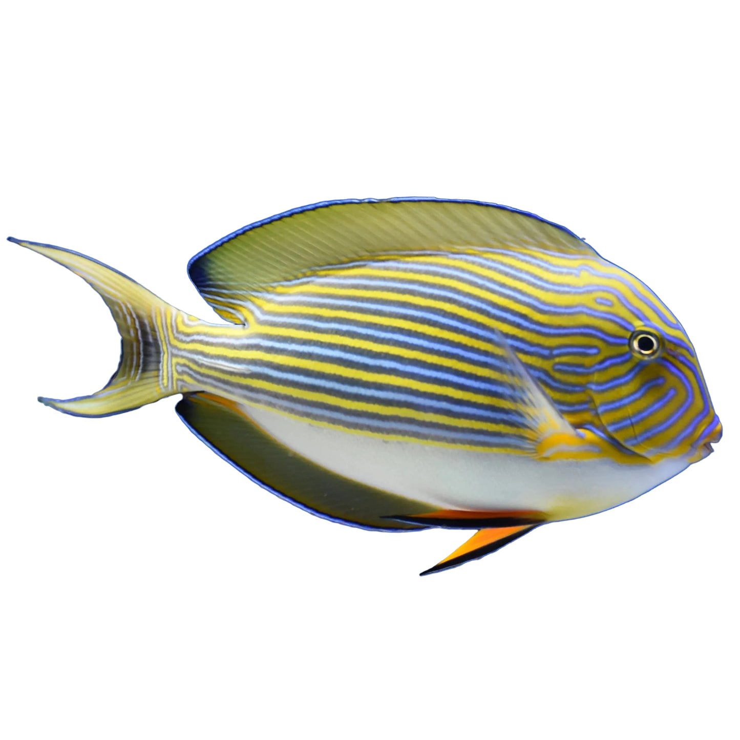 Clown Tang
