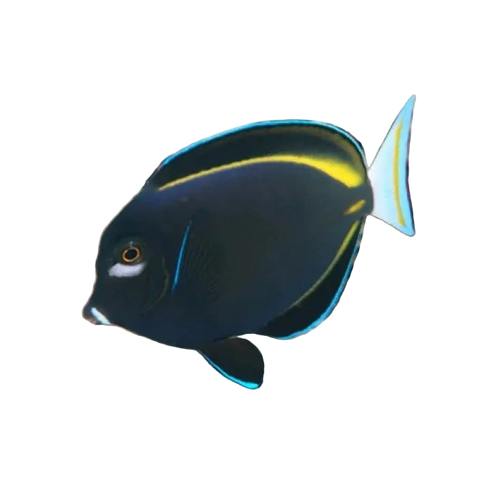 Powder Black Tang