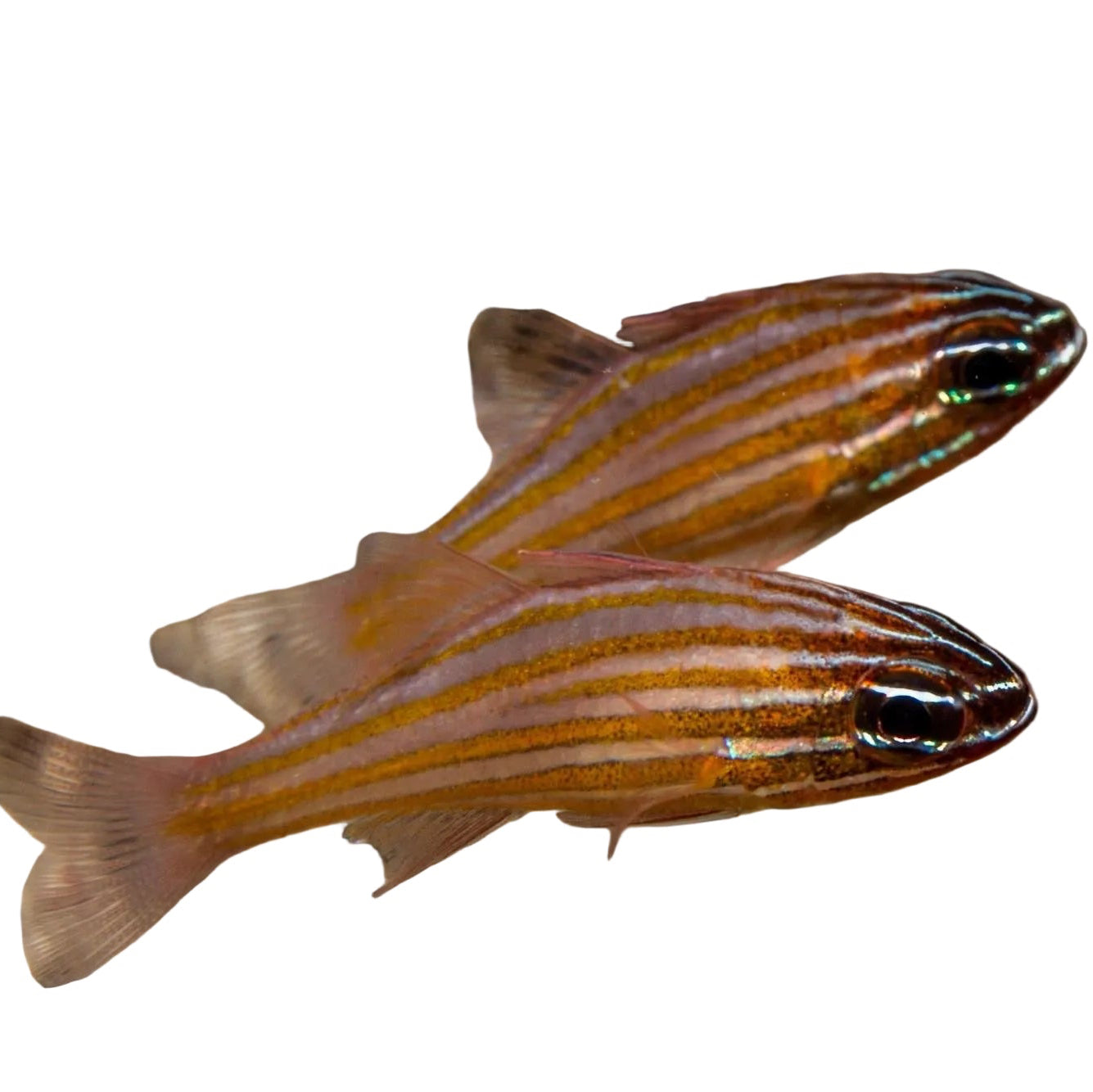 Red Striped Kardinal