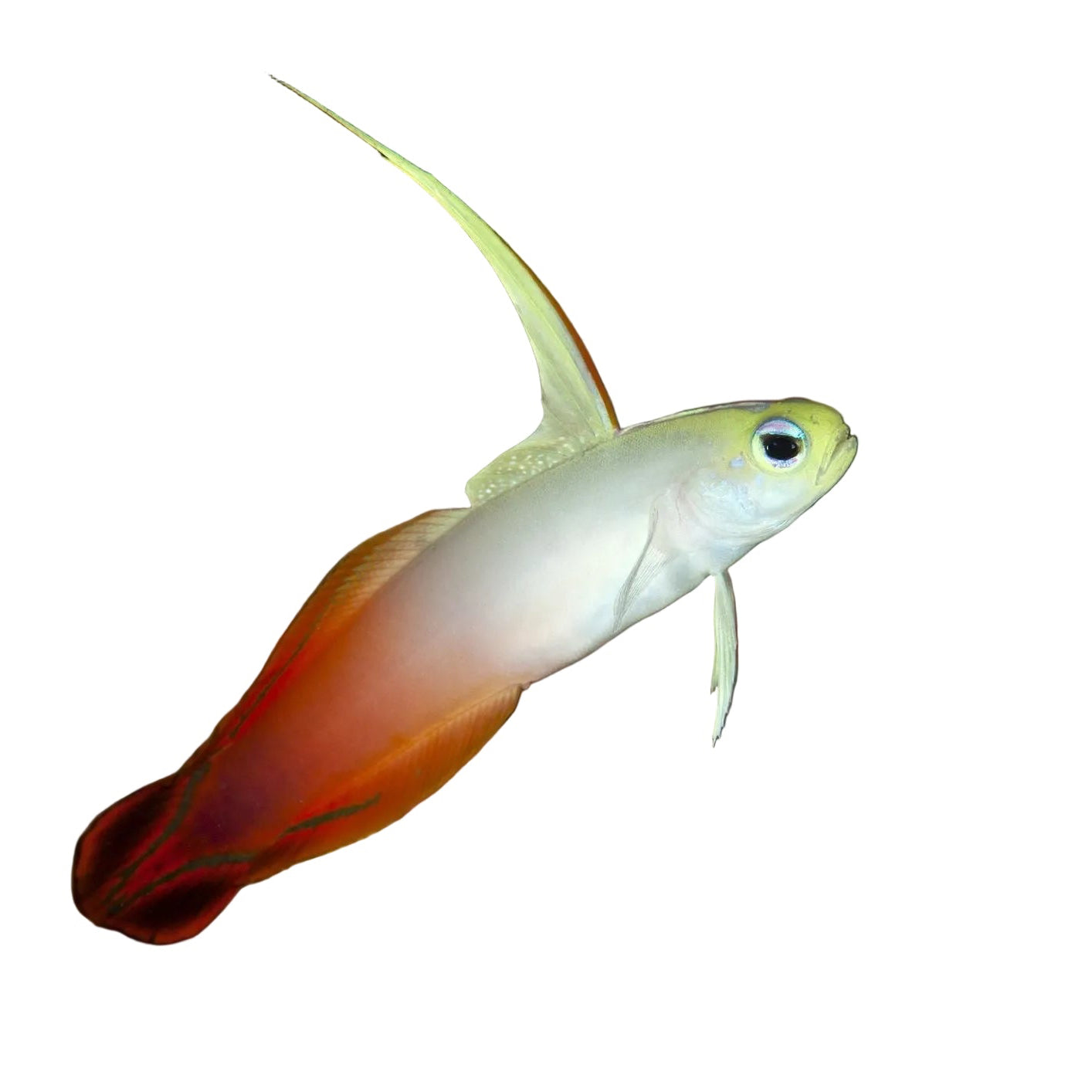 Fire Goby