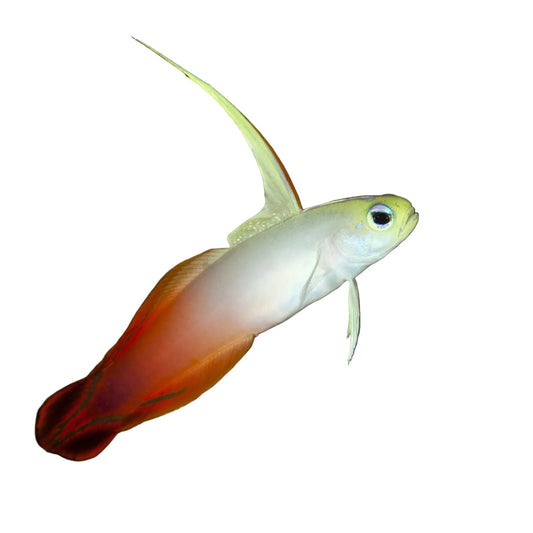 Fire Goby