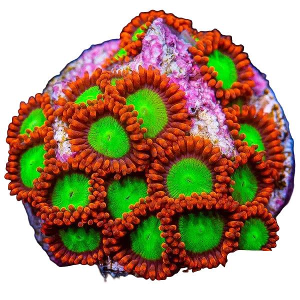 Zoa  Frag