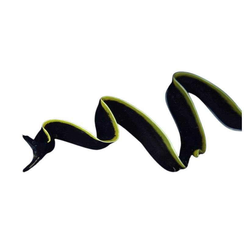Ribbon Eel