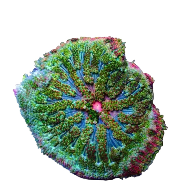 Mini Carpet Anemon