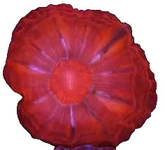 Cynarina Coral