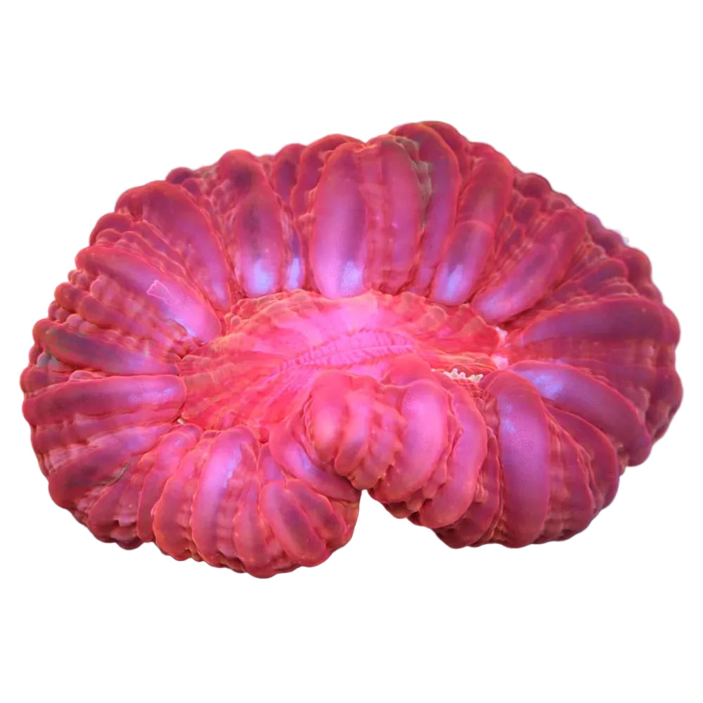 Cynarina Coral