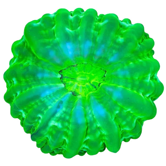 Cynarina Coral