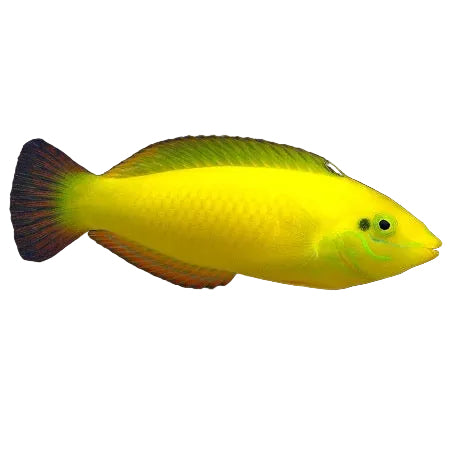 Yellow Wrasse