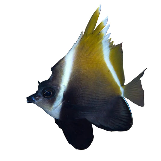 Humphead Bannerfish