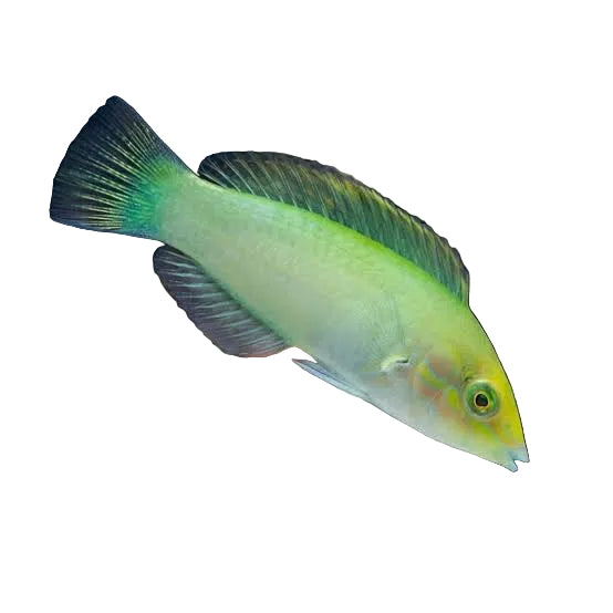 Green Wrasse