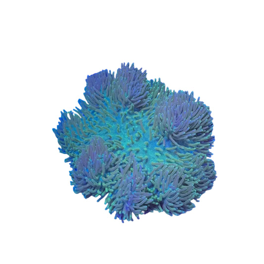 Leather Coral